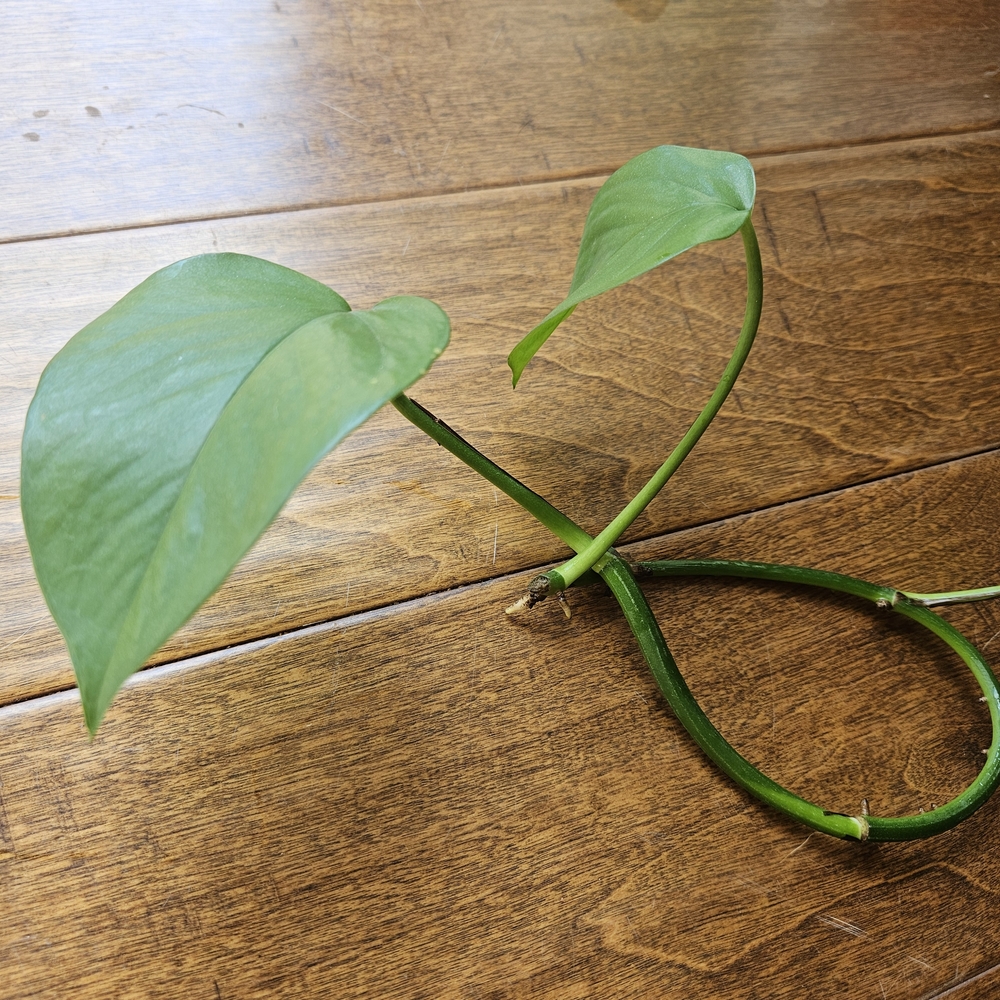 2 Jade Pothos Cuttings